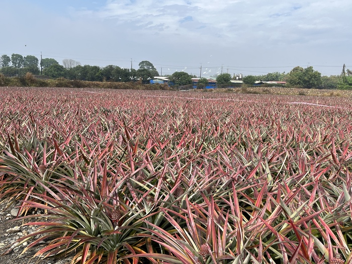 福心農場-鳳梨園區
